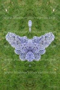 BLUE MORPHO