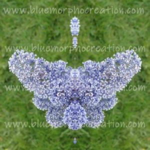 BLUE MORPHO